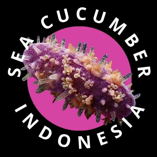 sea cucumber indonesia