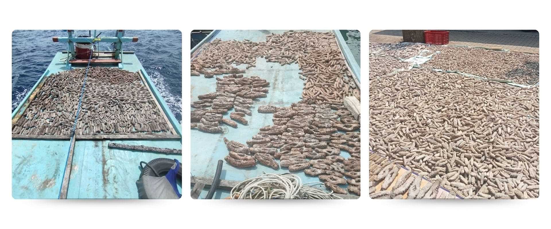 sea cucumber indonesia supplier