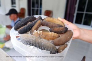 health benefits of Indonesian sea cucumber