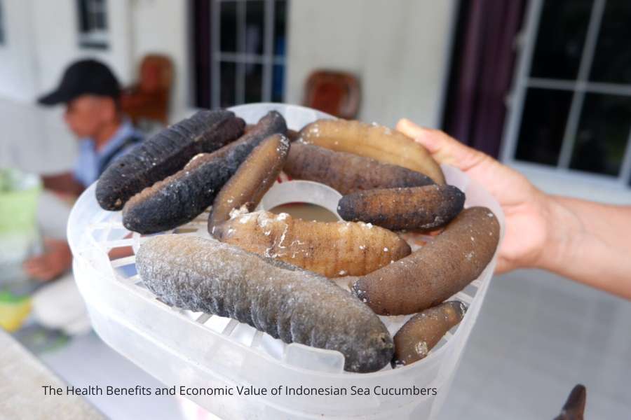 health benefits of Indonesian sea cucumber
