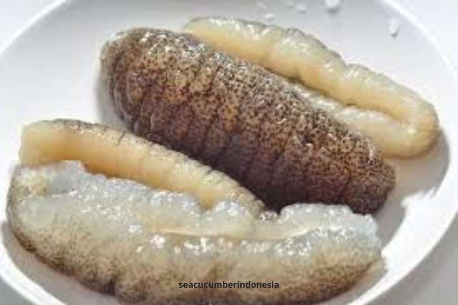 What Diseases Can Sea Cucumber Cure