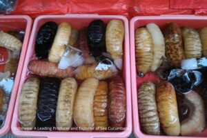 Indonesian sea cucumber exporter