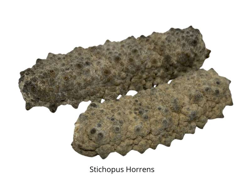 sea cucumber indonesia Stichopus horrens