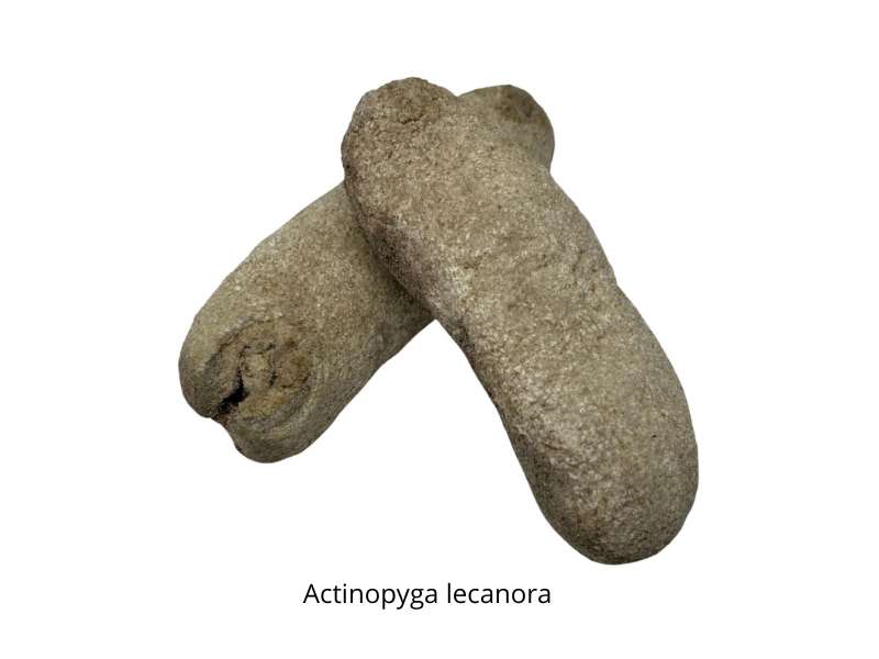 sea cucumber indonesia actinopyga lecanora