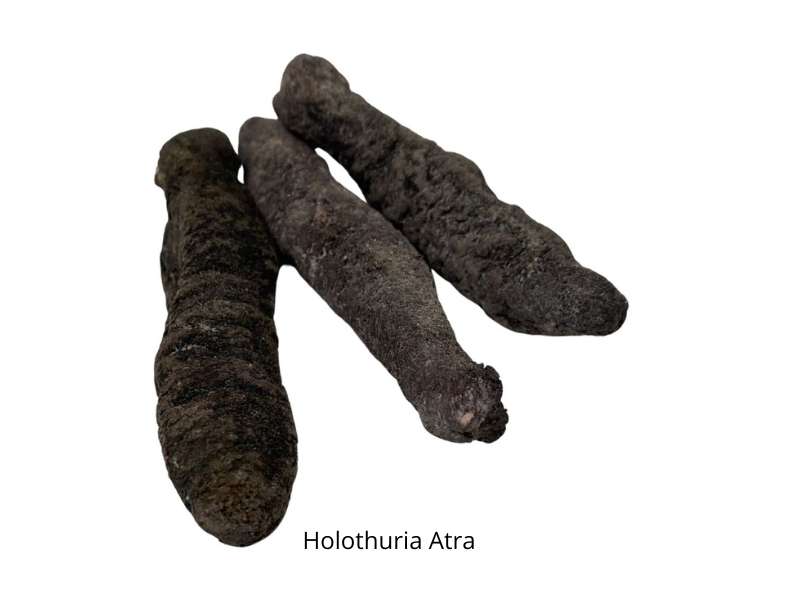 sea cucumber indonesia holothuria atra
