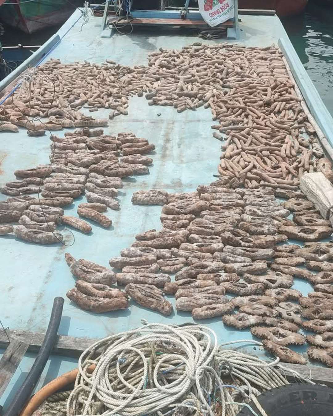 sea cucumber drying process 1