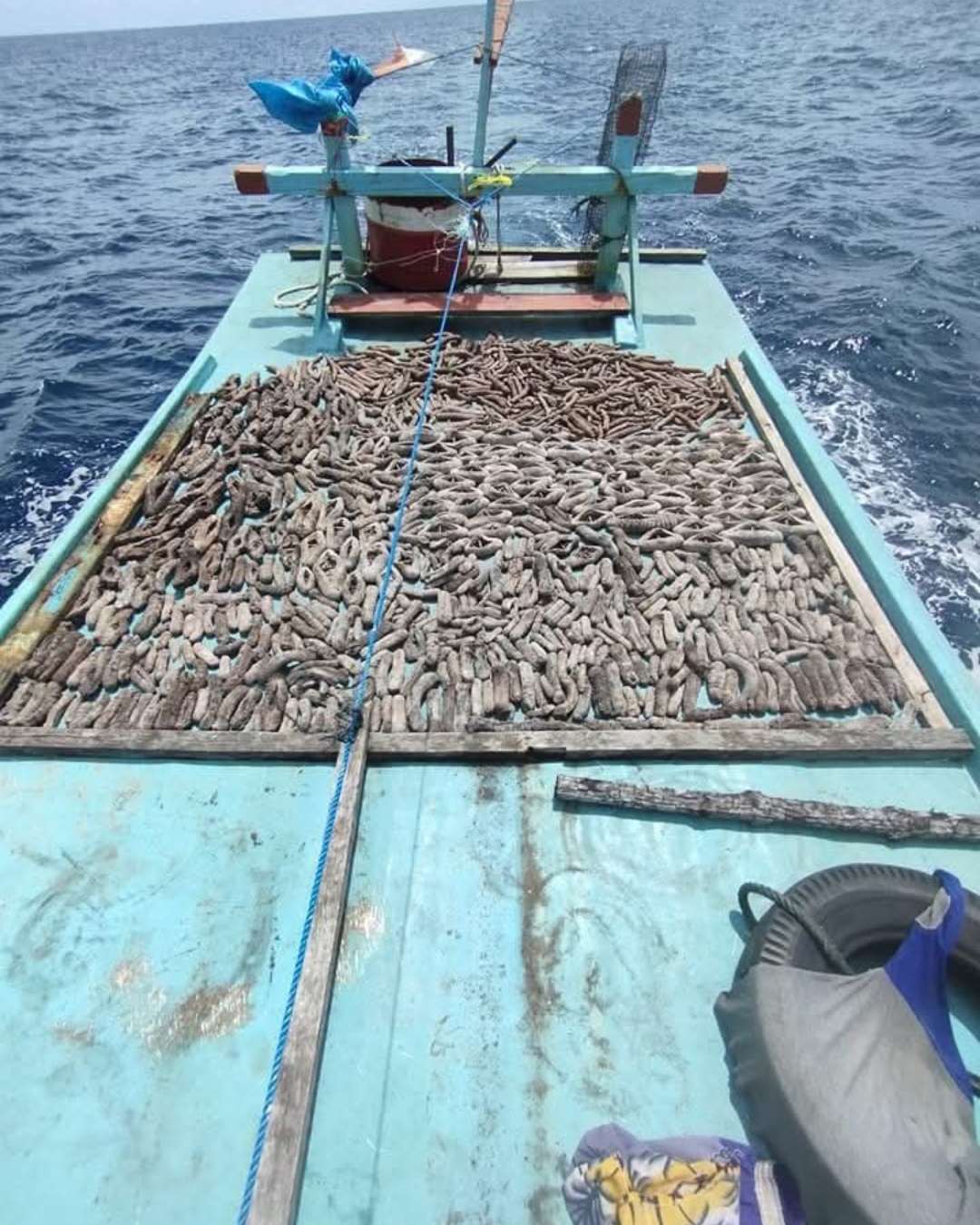 sea cucumber drying process 2