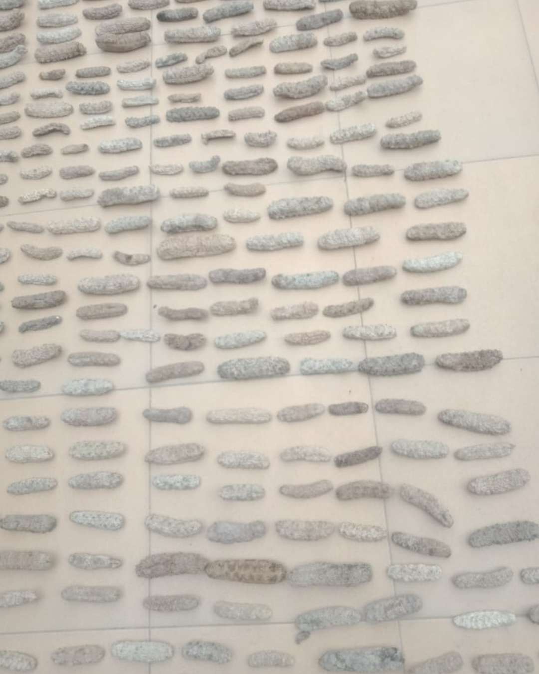 sea cucumber drying process 3