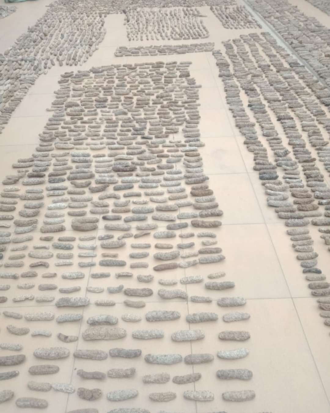 sea cucumber drying process 4