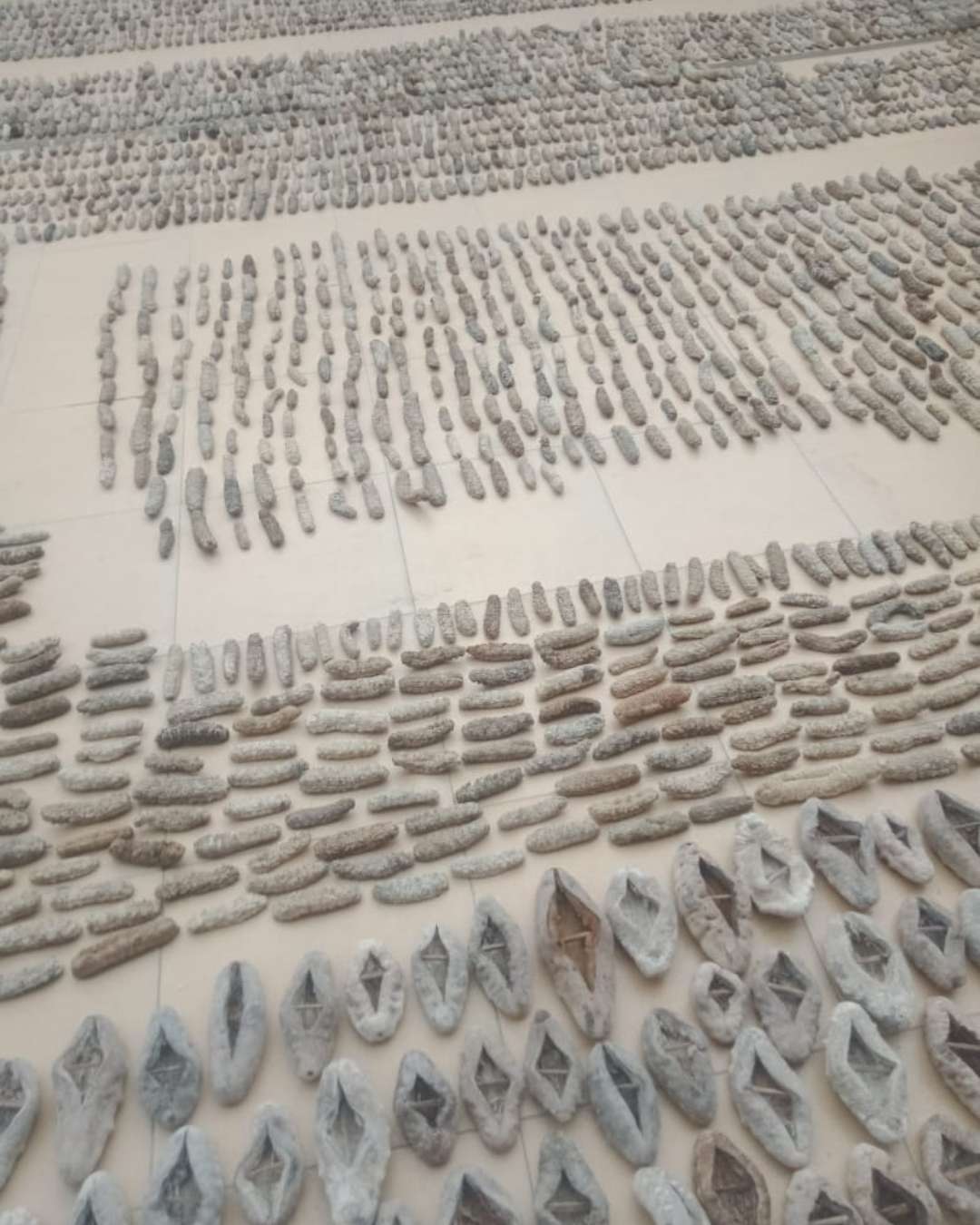 sea cucumber drying process 5