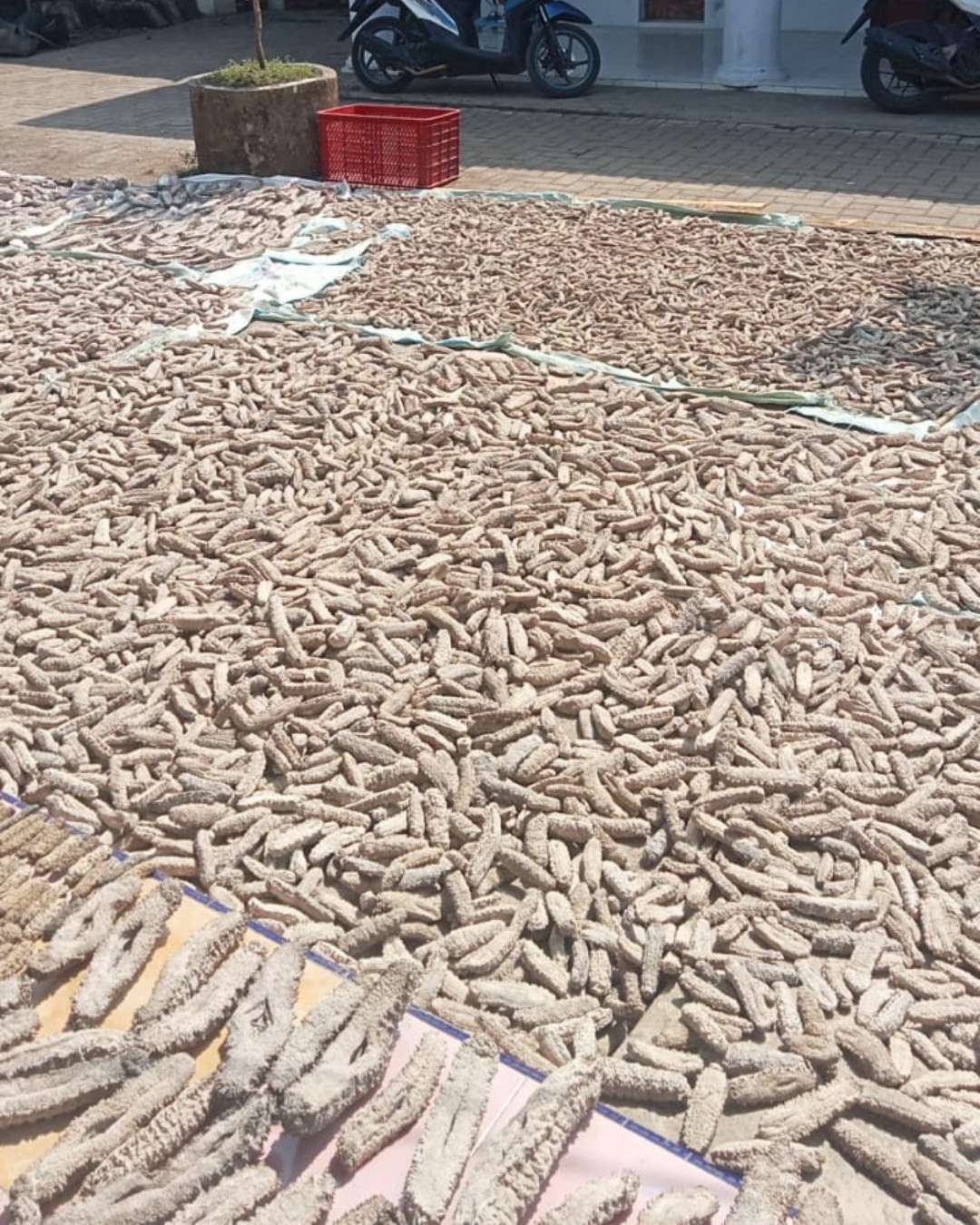 sea cucumber drying process 6