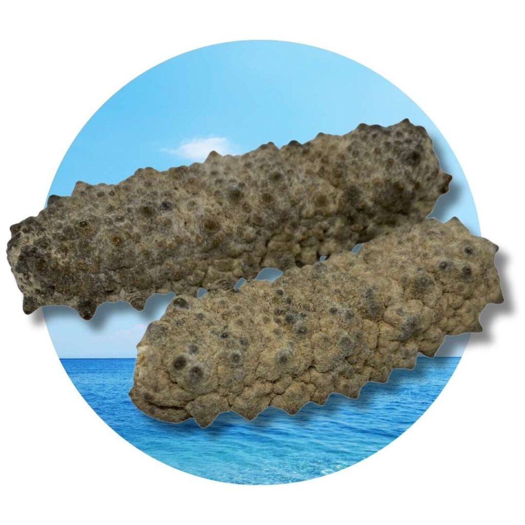 sea cucumber supplier indonesia