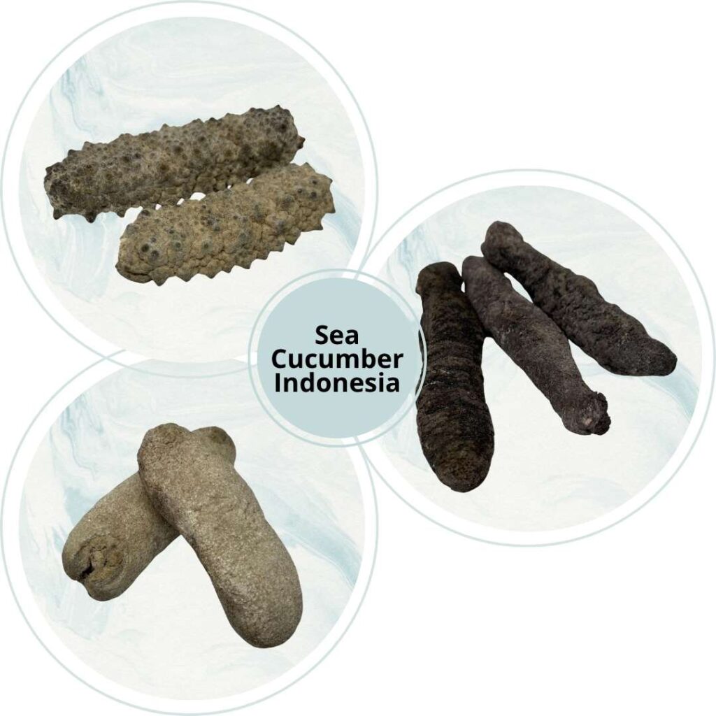 product sea cucumber indonesia