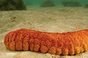 sea cucumber indonesia
