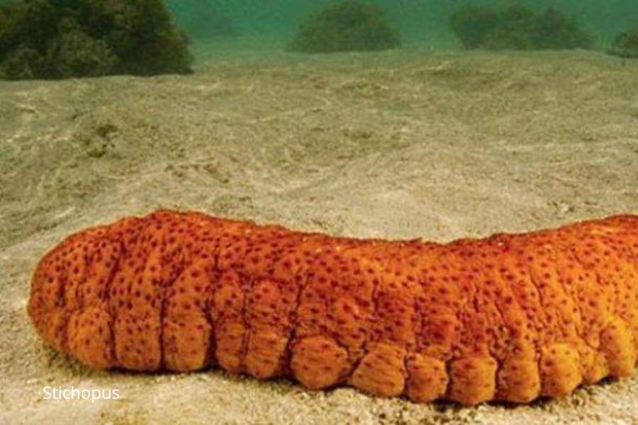 sea cucumber indonesia